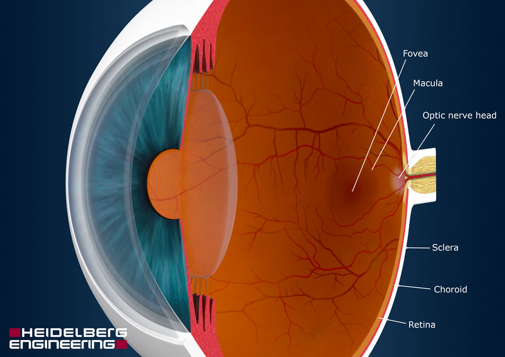 Back Of Eye Anatomy